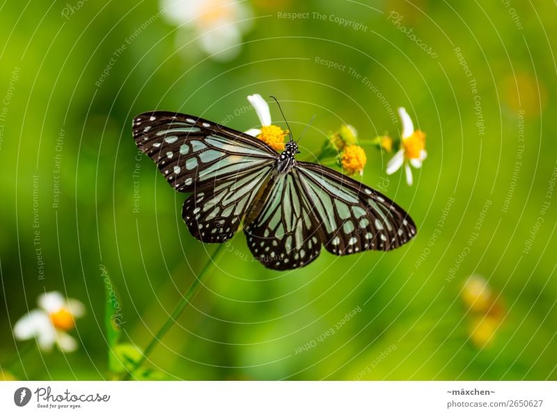 butterfly Nature Plant Animal Grass Blossom Foliage plant Butterfly Wing Beautiful Near Blue Green Black Turquoise Macro (Extreme close-up) Insect Pattern Point