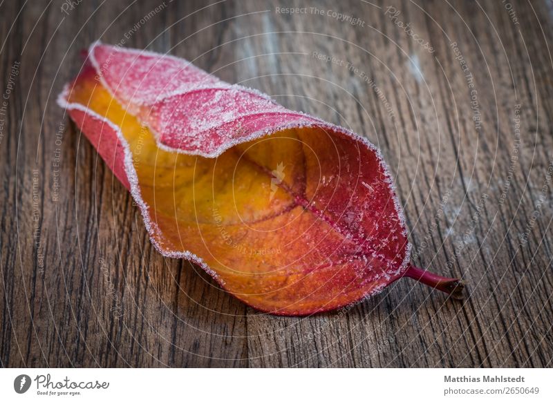 frost Table Environment Nature Plant Autumn Leaf Wood Esthetic Cool (slang) Cold Brown Yellow Red Serene Calm Contentment Relaxation Decline Colour photo