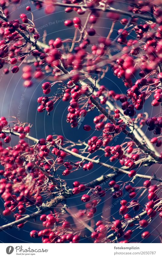 autumn berries Nature Autumn Winter Plant Bushes Berry bushes Berries Berry seed head Field Illuminate Faded To dry up Growth Juicy Blue Red Life Variable Cold