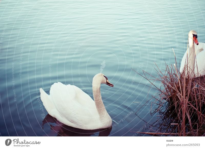 * Beautiful eyes do * Environment Nature Animal Water Grass Lakeside Wild animal Bird Swan 2 Pair of animals Observe Esthetic Blue White Moody Feather Swan Lake