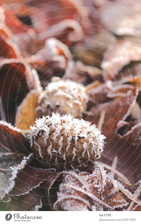 Larch cone with hoarfrost Nature Plant Autumn Tree Wild plant Garden Park Forest Brown Yellow Orange Black White Autumn leaves Frost Hoar frost Crystal