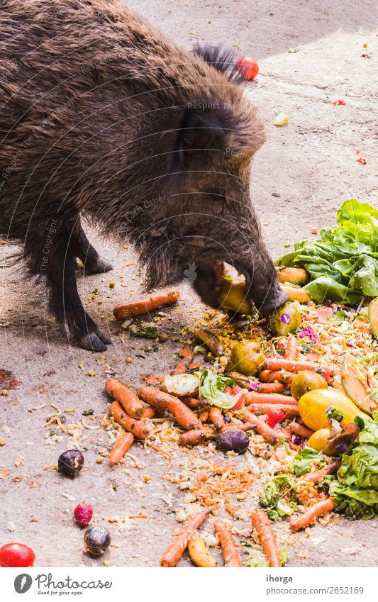 several jabalies eating fruits and vegetables Vegetable Fruit Eating Hunting Environment Nature Animal Autumn Tree Forest Fur coat Farm animal Wild animal 1