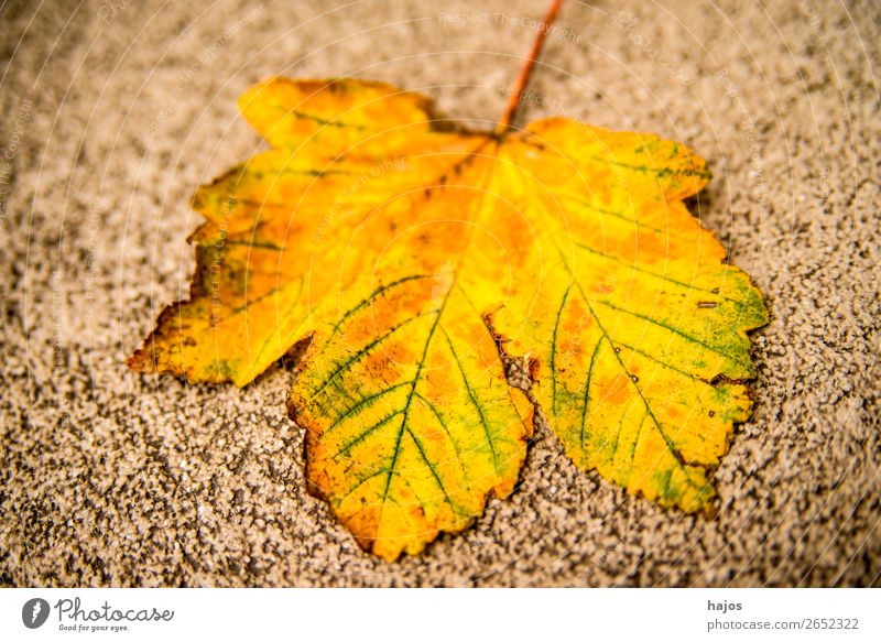 maple leaf in autumn colours Design Nature Tree Soft Yellow Maple leaf discoloured Autumn Autumnal Fallen Street Season golden Colour photo Exterior shot Day