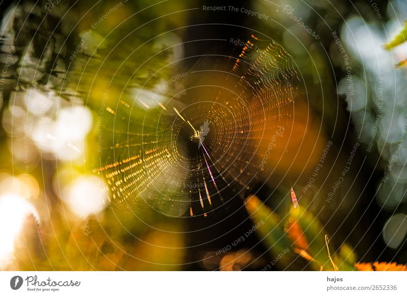Spider's web in autumn against the light Nature Yellow Idyll bike net Net Brilliant Back-light Autumnal golden variegated soft colours luminescent reflections