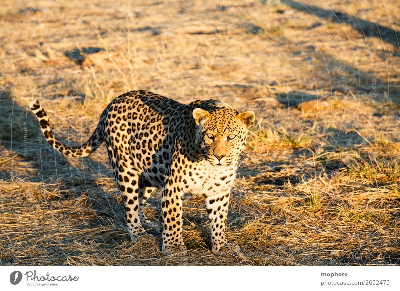 Leopard #11 Tourism Safari Nature Animal Wild animal Observe Walking Dangerous Africa Panther Namibia Big cat eye contact Cat lurked leopard skin portrait