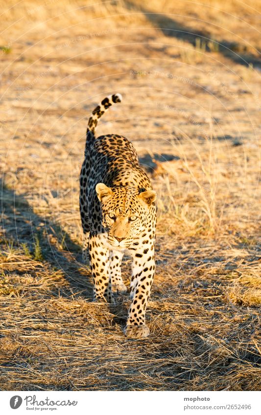 Leopard #10 Tourism Safari Nature Animal Wild animal Observe Walking Dangerous Africa Panther Namibia Big cat eye contact Cat lurked leopard skin portrait