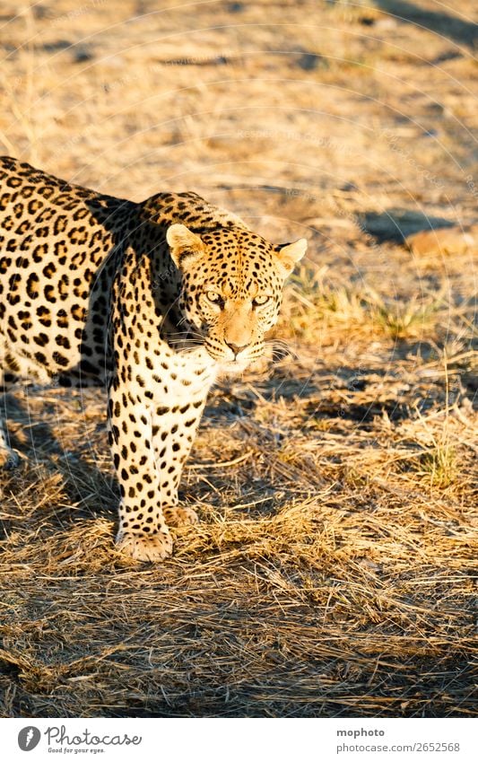 Leopard #8 Tourism Safari Nature Animal Wild animal Observe Dangerous Africa Panther Namibia Big cat eye contact Cat lurked leopard skin portrait
