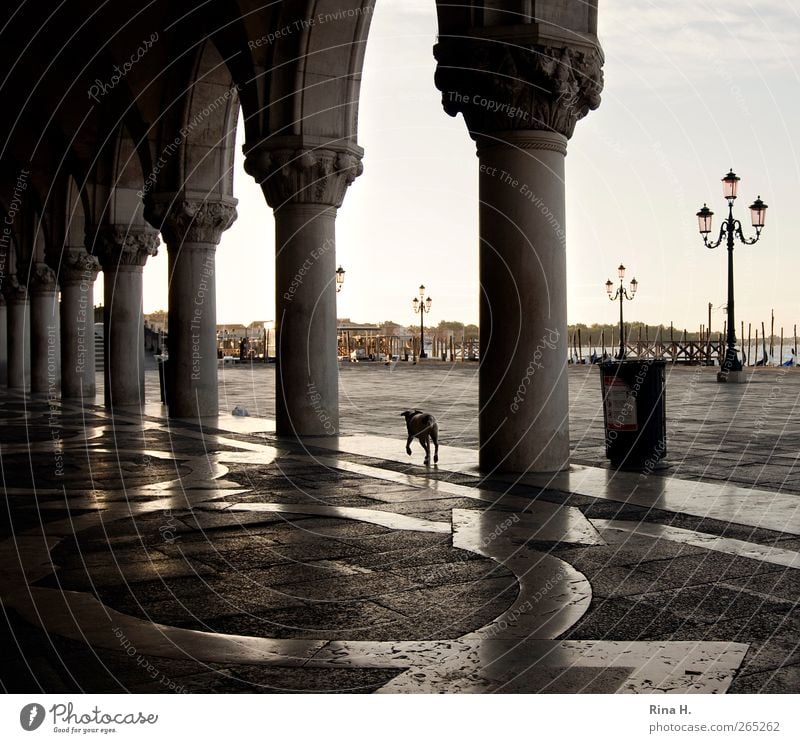 Dog seeks master Sunrise Sunset Summer Beautiful weather Venice Italy Building Tourist Attraction Animal Pet 1 Going Famousness Vacation & Travel early