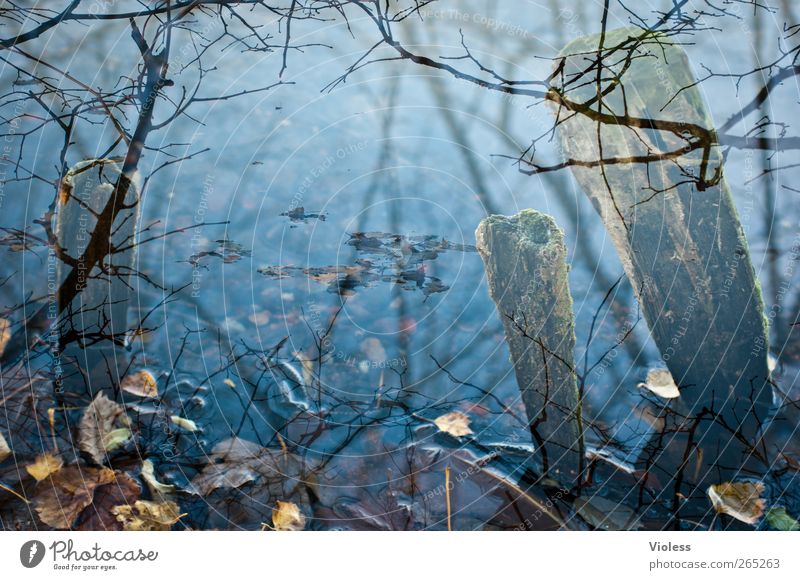 The lake rests still Nature Water Leaf Pond Lake Calm Wooden stake Limp Blue Twigs and branches Double exposure Colour photo Exterior shot Experimental Deserted
