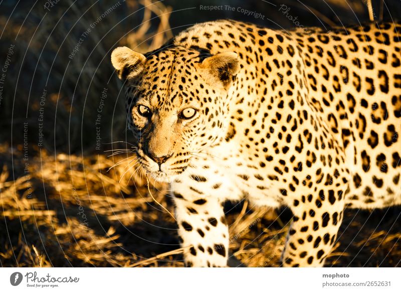 Leopard #5 Tourism Safari Nature Animal Wild animal Observe Dangerous Africa Panther Namibia Big cat eye contact Cat lurked leopard skin portrait