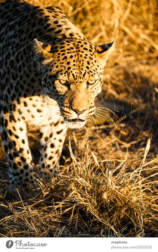 Leopard #4 Tourism Safari Nature Animal Wild animal Observe Sit Dangerous Africa Panther Namibia Big cat eye contact Cat lurked leopard skin portrait