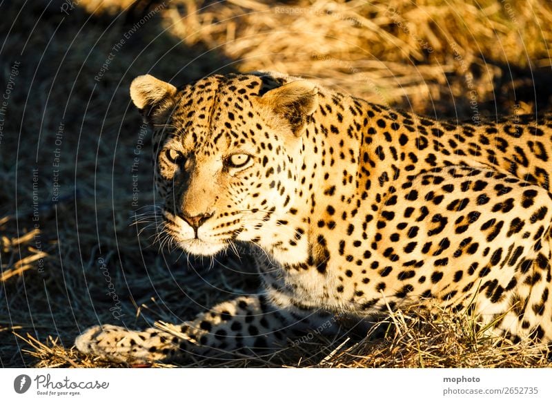 Leopard #2 Tourism Safari Nature Animal Grass Wild animal Animal face Panther 1 Observe Lie Dangerous Threat Africa Namibia Big cat rest eye contact Cat lurked