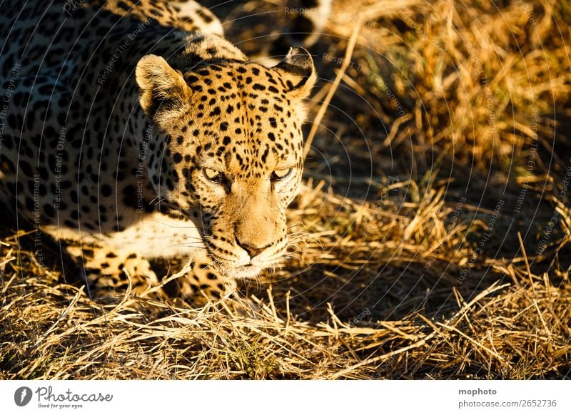 Leopard #1 Tourism Safari Nature Animal Grass Wild animal Animal face Panther Observe Lie Dangerous Threat Africa Namibia Big cat rest eye contact Cat lurked
