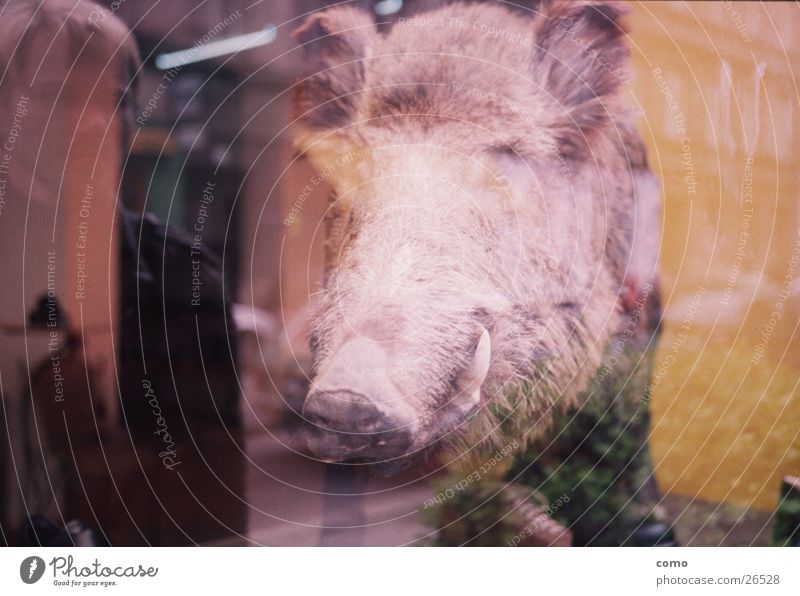 hunting licence for mirror pigs Mirror image Wild boar Shop window Reflection Dead animal Stuffed animal Head Animalistic