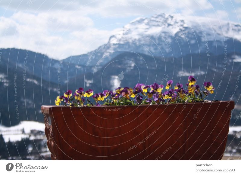 Mountain idyll. View from the balcony to a mountain range. Planted flowers in a tub in the foreground. Landscape, Nature Alps great Tall Flowerpot Trough Peak