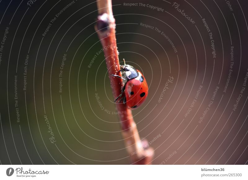 From now on geht´s steep uphill!!! Nature Spring Summer Animal Beetle Ladybird 1 Sign Good luck charm Esthetic Happy Positive Red Emotions Happiness