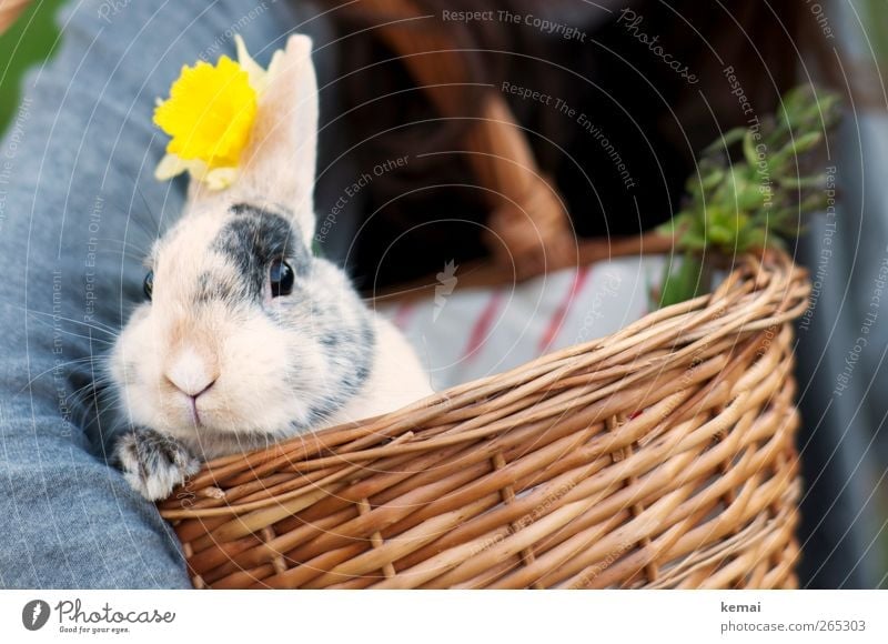 Dignified Easter Nature Flower Animal Pet Animal face Paw Hare & Rabbit & Bunny pygmy hare Pygmy rabbit Easter Bunny Hare ears 1 Wicker basket Basket Looking