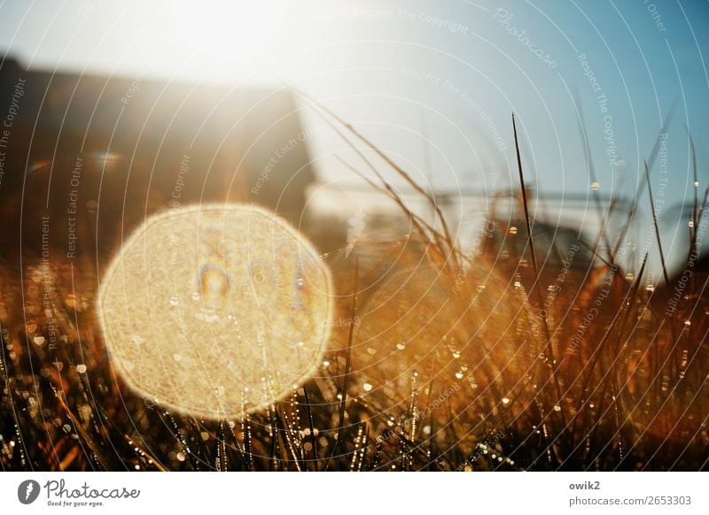 glossy print Environment Nature Plant Drops of water Cloudless sky Horizon Autumn Beautiful weather Grass Blade of grass Meadow Glittering Illuminate Fantastic