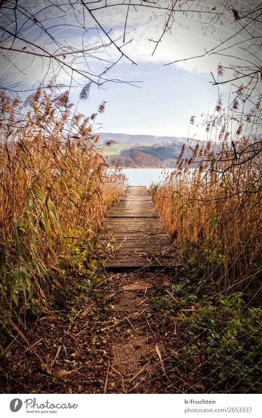 jetty, lake, reed, autumn atmosphere Nature Landscape Water Autumn Plant Lakeside Deserted Relaxation To enjoy Expectation Decline Transience Change Footbridge