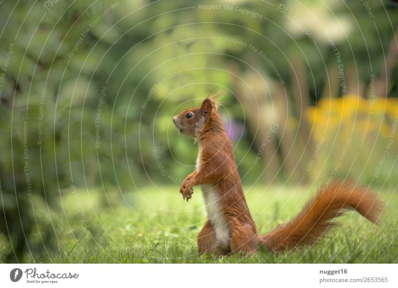 squirrels Environment Nature Plant Animal Spring Summer Autumn Beautiful weather Grass Bushes Garden Park Meadow Forest Wild animal Zoo Squirrel 1 Esthetic