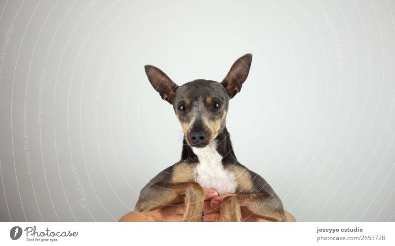 Puppy looking at camera. Lovely gray Mini pinscher. Animal Pet Dog Athletic Cool (slang) Thin Elegant Friendliness Good Small Funny Gray Sympathy Friendship