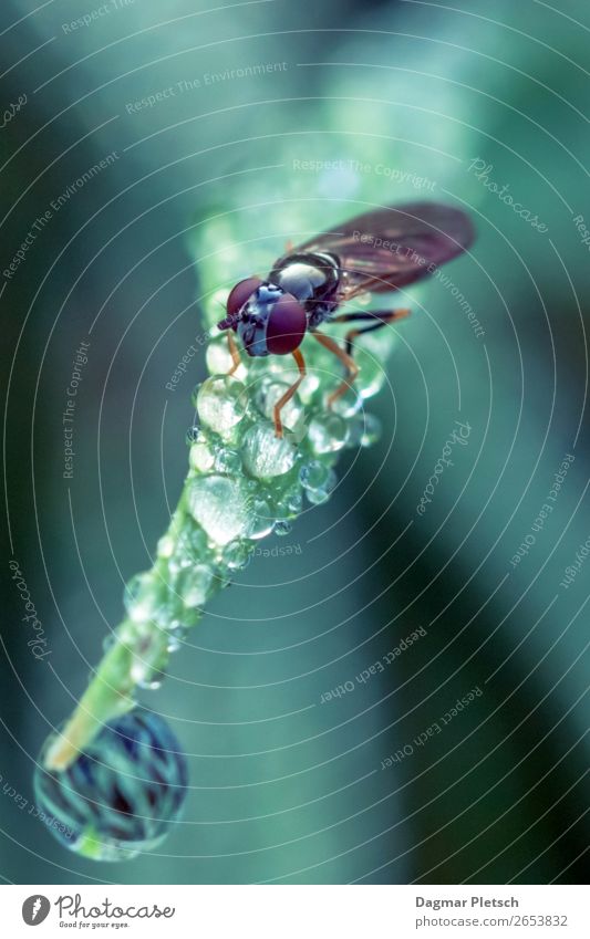 Fly and water drops Nature Animal Drops of water Spring Summer Autumn Weather Plant Grass Leaf Foliage plant Garden Meadow Forest Animal face 1
