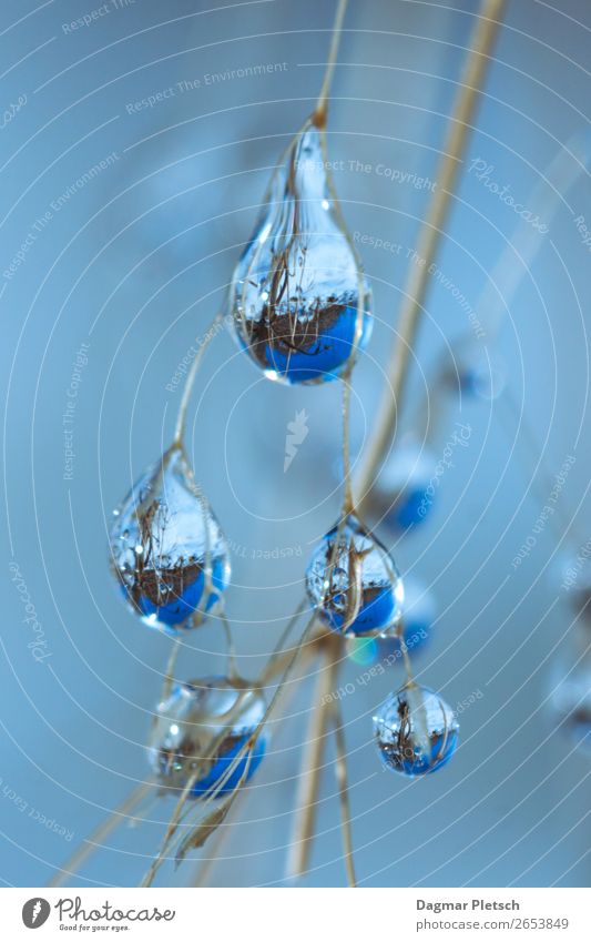 Reflection head over heels Nature Plant Water Drops of water Sky Winter Snow Garden Meadow Forest Glittering Cold Wet Blue White Considerable Pure Colour photo
