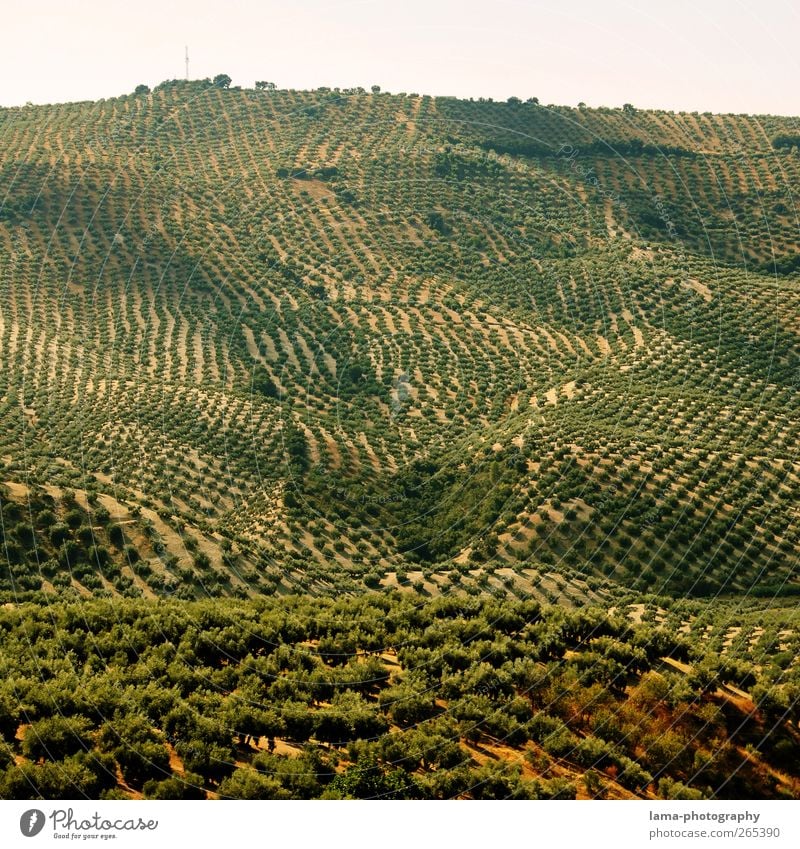 Fruits of the South [XXXVI] Olive Agriculture Forestry Landscape Plant Tree Agricultural crop Olive tree Olive grove Olive harvest Sierra Subbetica Cordoba