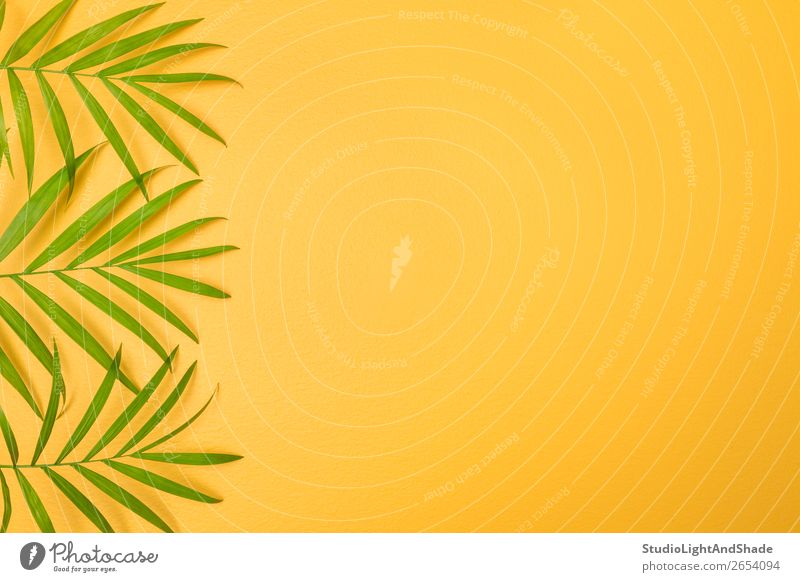 Green palm leaves on bright yellow background Design Exotic Joy Happy Beautiful Summer Interior design Decoration Gardening Nature Plant Tree Leaf Simple Fresh