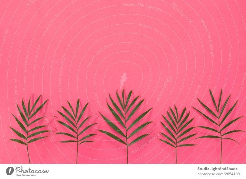 Green palm leaves on bright pink background - a Royalty Free Stock Photo  from Photocase