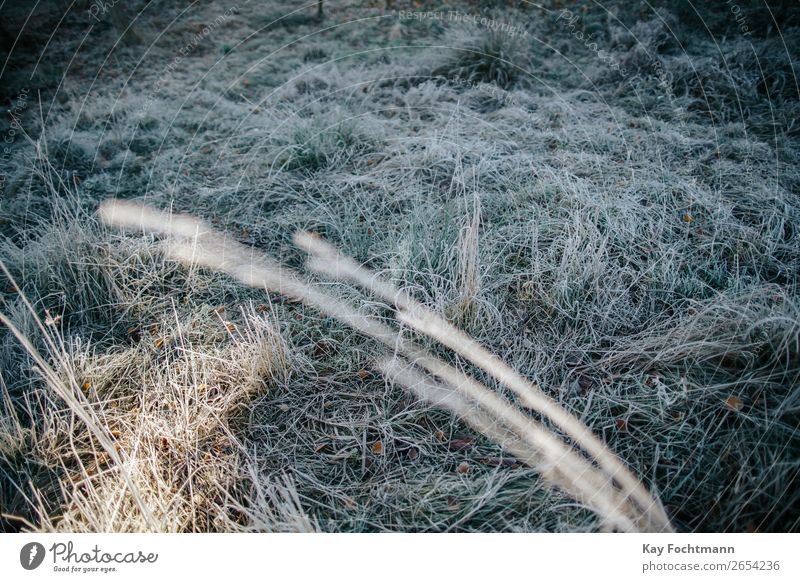 frozen grass on a frosty meadow autumn beautiful botany brown chilly cold color december environment fall flora foliage ground hoarfrost ice icy lawn leaf