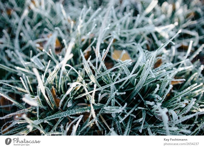 frozen grass close-up autumn beautiful botany brown chilly closeup cold color december environment fall flora foliage frost frosty ground hoarfrost ice icy lawn