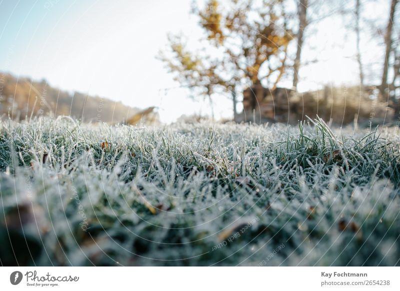 low-angle shot of frozen grass autumn beautiful botany chilly close-up closeup cold color december environment fall flora frost frosty ground hoarfrost ice icy
