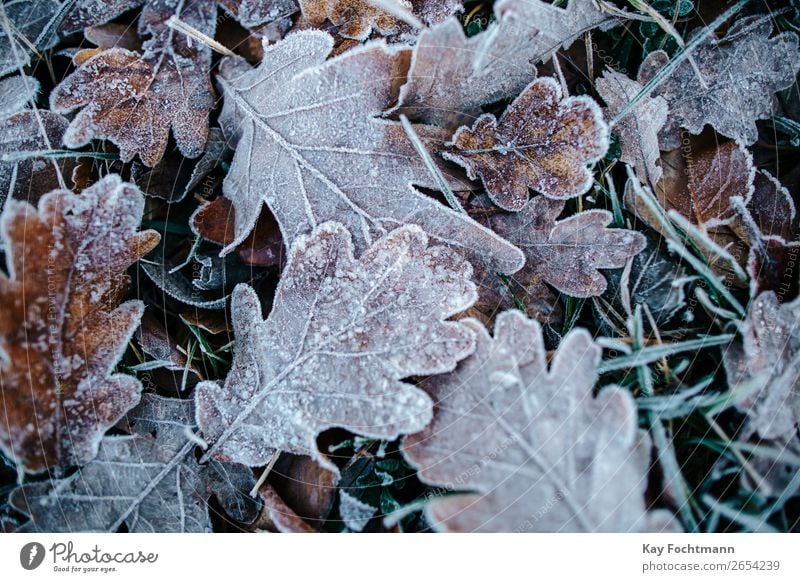 Frozen oak leaves on ground autumn beautiful botany brown chilly close-up closeup cold color december environment fall flora foliage frost frosty frozen