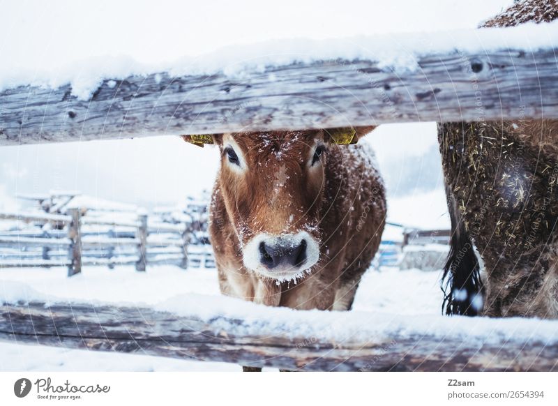 Calf in winter Nature Landscape Winter Ice Frost Snow Cow Looking Stand Cold Cute Idyll Climate Life Sustainability Perspective Environment