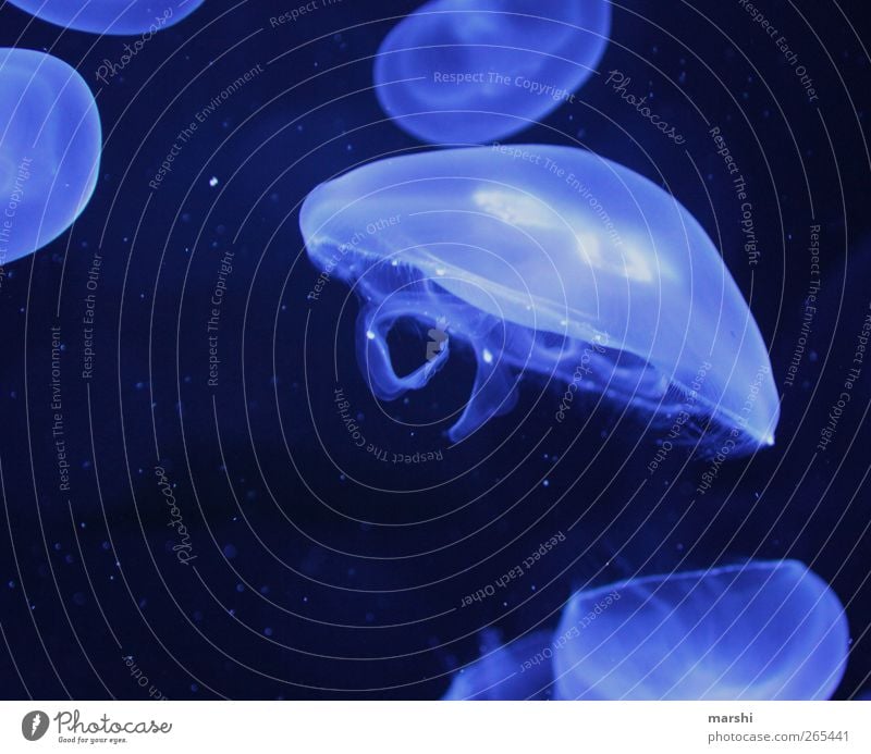 99% water Animal Blue Jellyfish Water Underwater photo Underwater aquarium Threat blue jellyfish Nettle animal gelatinous Colour photo Interior shot Close-up