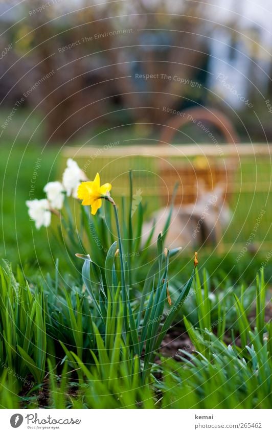 Easter will be back Environment Nature Landscape Plant Spring Beautiful weather Flower Grass Leaf Blossom Foliage plant Wild daffodil Garden Pet