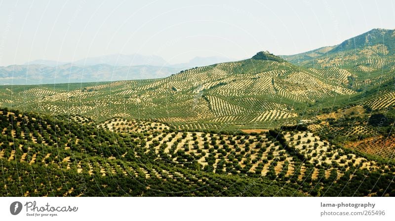 Sierra Subbética [XXXVII] Olive Olive oil Agriculture Forestry Nature Landscape Tree Agricultural crop Olive tree Field Hill Olive grove Olive harvest Cordoba
