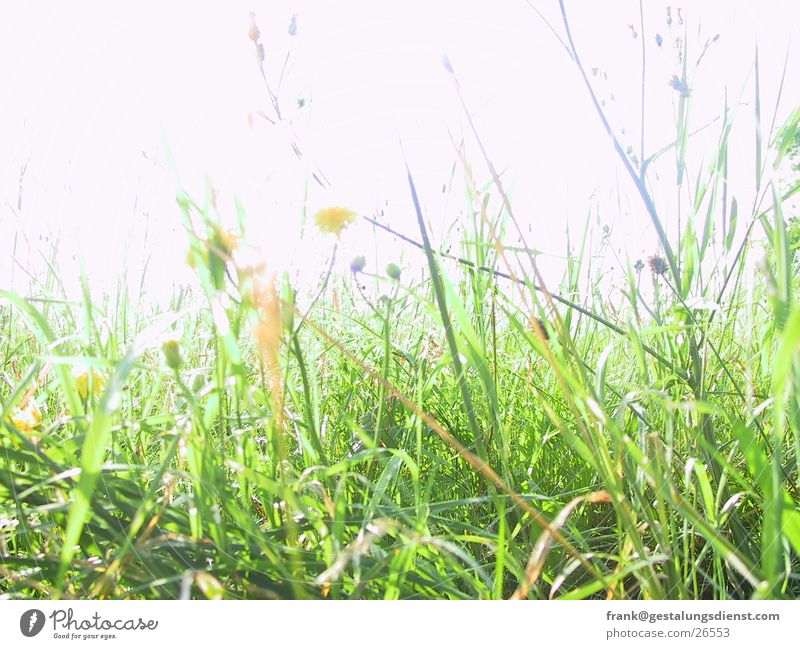 flower meadow Meadow Grass Flower Summer Bee Green Detail