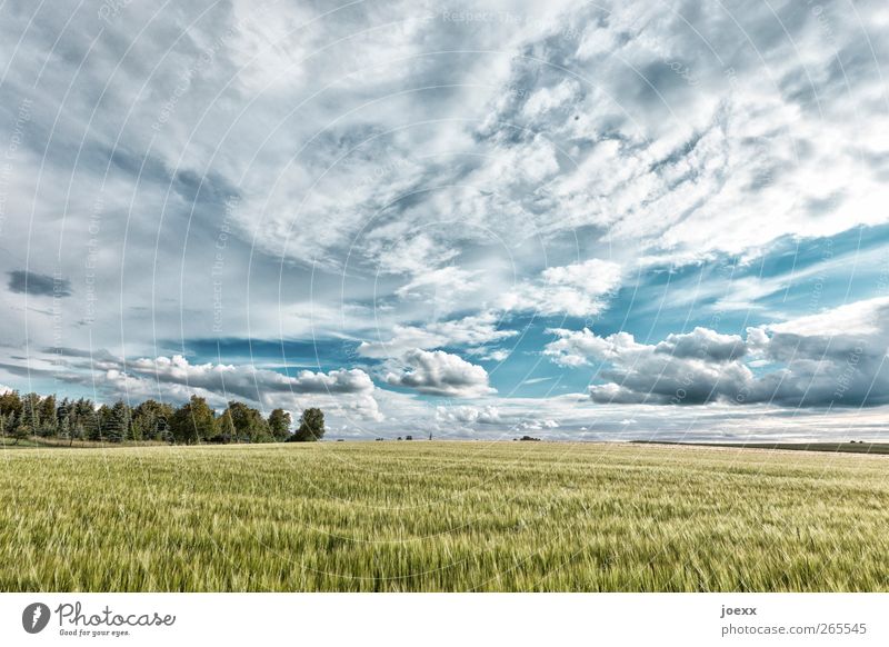 agro Nature Sky Clouds Horizon Summer Beautiful weather Agricultural crop Field Bright Idyll Colour photo Subdued colour Exterior shot Deserted Day