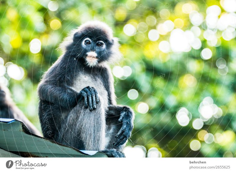 have a monkey's life Vacation & Travel Tourism Trip Adventure Far-off places Freedom Virgin forest Wild animal Animal face Pelt Monkeys spectacle langurs 1