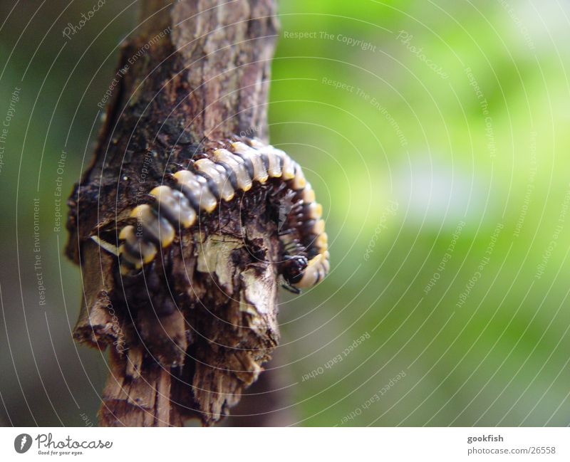 millipedes Virgin forest a thousand Feet Nature