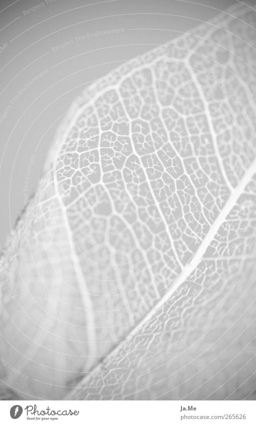 leaf skeleton Nature Plant Leaf Esthetic Thin White Section of image Partially visible Rachis Bright background Delicate Reticular Network Black & white photo