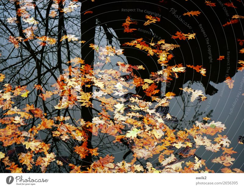 leaf pond Environment Nature Landscape Plant Water Cloudless sky Autumn Beautiful weather Tree Leaf Autumn leaves Twigs and branches Tree trunk Brook Under