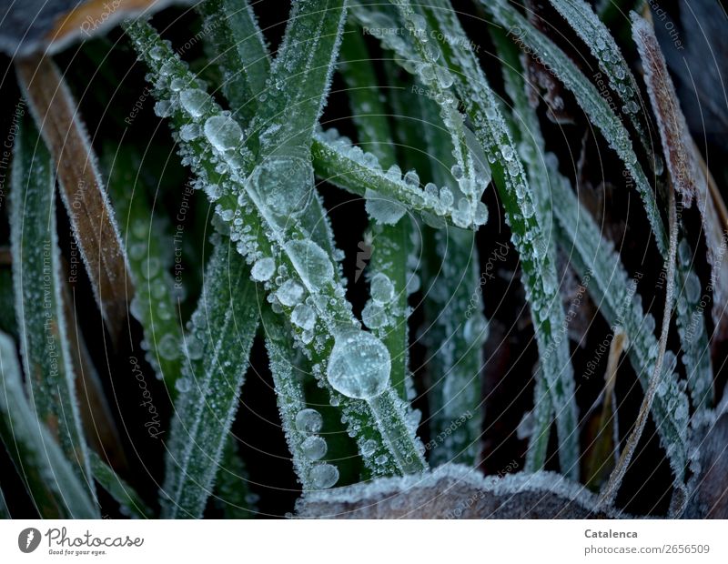 Frost; the dew on the blades of grass is frozen Nature Plant Drops of water Winter Weather Ice Grass Leaf Foliage plant Blade of grass Garden Freeze Dark Cold
