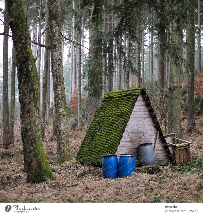 base camp A Nature Landscape Tree Forest Hut Feeding Living or residing Winter activities Keg Wooden hut Colour photo Subdued colour Exterior shot Deserted