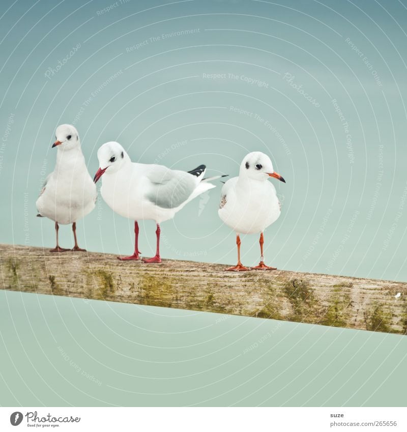 seagull meeting Calm Environment Nature Animal Elements Air Sky Cloudless sky Wild animal Bird Wing 3 Group of animals Wood Stand Wait Cold Small Cute White