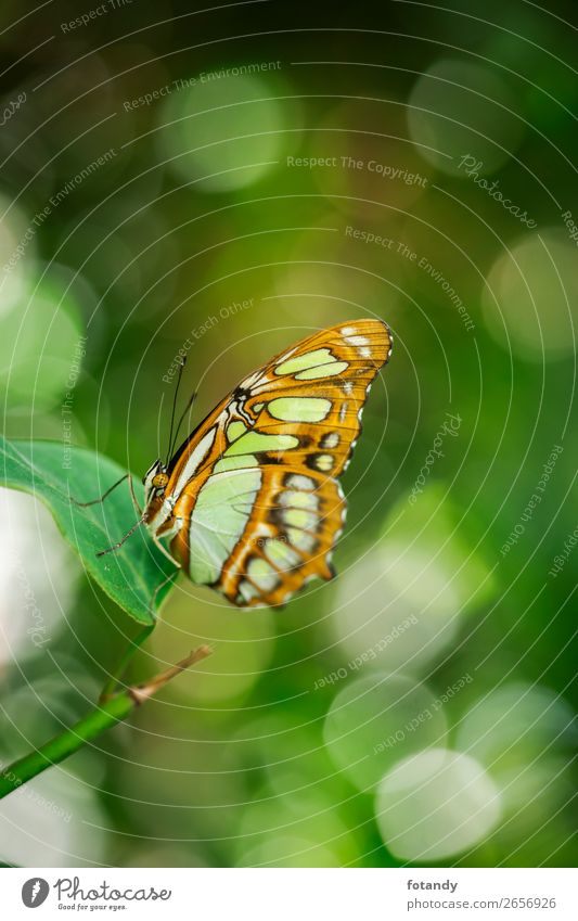 Siproeta stelenes with bohey_Malachite butterfly Nature Animal Wild animal Butterfly Natural Insect Noble butterfly malachite butterfly Profile Side Pattern