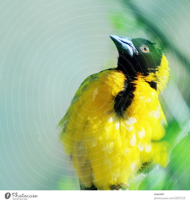 yellow pinnate Bird Wing Zoo Yellow Beak Plumed Feather Exotic Colour photo Exterior shot Animal portrait