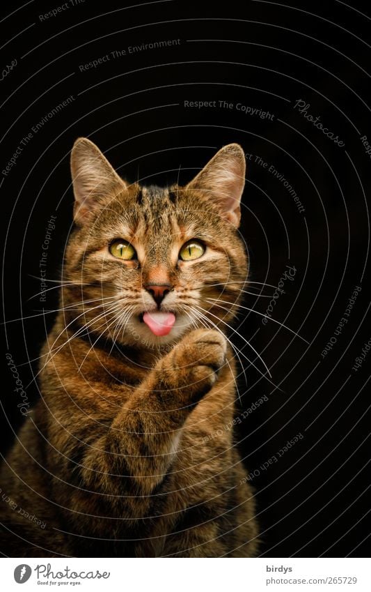 tabby cat with tongue sticking out and paw raised in front of dark background. Animal portrait Cat Cat's tongue Pet Animal face Whisker Paw Cat's ears 1 Observe